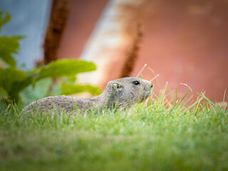 Jeune marmotte alpine (Marmota marmota) dans les prairies de Tignes, photographie naturaliste de la faune montagnarde