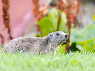Jeune marmotte alpine (Marmota marmota) dans les prairies de Tignes, photographie naturaliste de la faune montagnarde