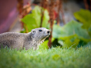 Jeune marmotte alpine (Marmota marmota) dans les prairies de Tignes, photographie naturaliste de la faune montagnarde