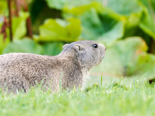 Jeune marmotte alpine (Marmota marmota) dans les prairies de Tignes, photographie naturaliste de la faune montagnarde