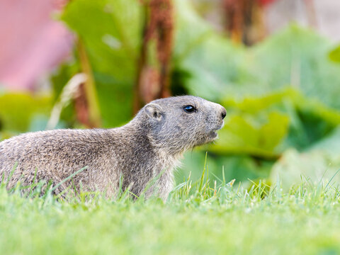 Jeune marmotte alpine (Marmota marmota) dans les prairies de Tignes, photographie naturaliste de la faune montagnarde