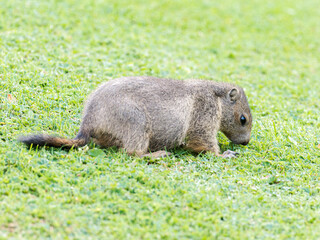 Jeune marmotte alpine (Marmota marmota) dans les prairies de Tignes, photographie naturaliste de la faune montagnarde