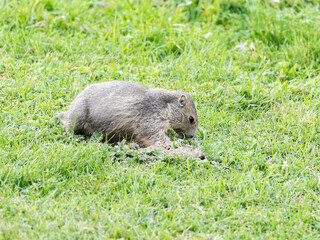 Jeune marmotte alpine (Marmota marmota) dans les prairies de Tignes, photographie naturaliste de la faune montagnarde