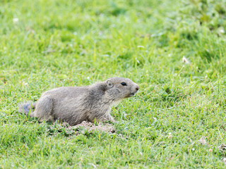 Jeune marmotte alpine (Marmota marmota) dans les prairies de Tignes, photographie naturaliste de la faune montagnarde