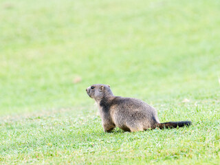 Jeune marmotte alpine (Marmota marmota) dans les prairies de Tignes, photographie naturaliste de la faune montagnarde