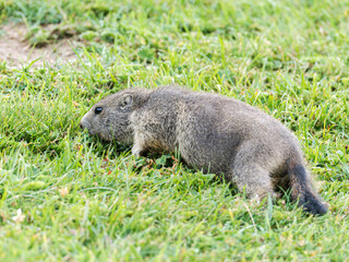 Jeune marmotte alpine (Marmota marmota) dans les prairies de Tignes, photographie naturaliste de la faune montagnarde