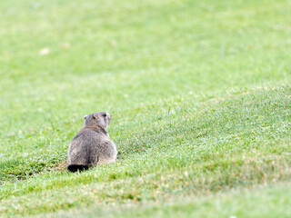 Jeune marmotte alpine (Marmota marmota) dans les prairies de Tignes, photographie naturaliste de la faune montagnarde