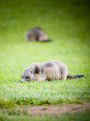 Jeune marmotte alpine (Marmota marmota) dans les prairies de Tignes, photographie naturaliste de la faune montagnarde