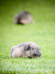 Jeune marmotte alpine (Marmota marmota) dans les prairies de Tignes, photographie naturaliste de la faune montagnarde