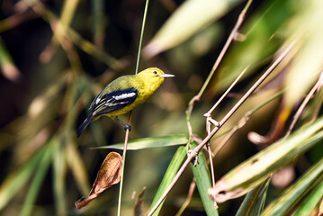 Bright Common Iora Perched On Tree Branch In Lush Green Foliage
