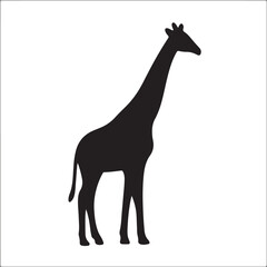 A tall giraffe standing in silhouette