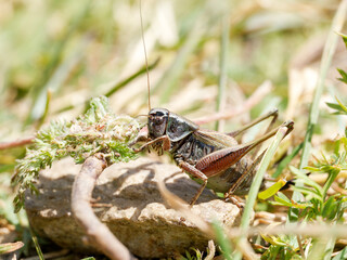 Sauterelle du genre Metrioptera dans les prairies alpines de Tignes, Savoie, macrophotographie naturaliste