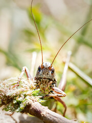 Sauterelle du genre Metrioptera dans les prairies alpines de Tignes, Savoie, macrophotographie naturaliste