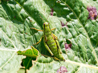 Criquet alpin (Miramella alpina) sur une feuille dans les prairies de Tignes, Savoie, macrophotographie naturaliste