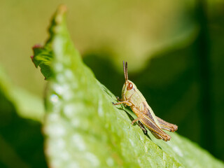 Criquet des pâtures juvénile (Pseudochorthippus parallelus) sur une feuille dans les prairies alpines de Tignes, Savoie