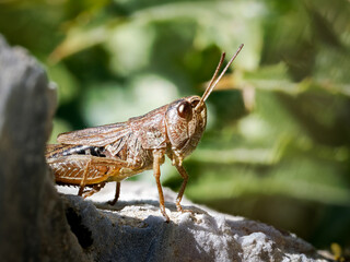 Criquet des pâtures (Pseudochorthippus parallelus) sur une roche dans les prairies alpines de Tignes, Savoie