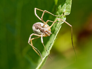 Faucheux (Phalangium opilio) sur une feuille dans les prairies de montagne à Tignes, Savoie