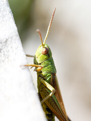 Criquet des pâtures (Pseudochorthippus parallelus) adulte en gros plan à Tignes, Savoie