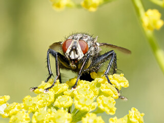 Mouche grise (Sarcophaga spec.) sur une fleur jaune à Tignes, Savoie