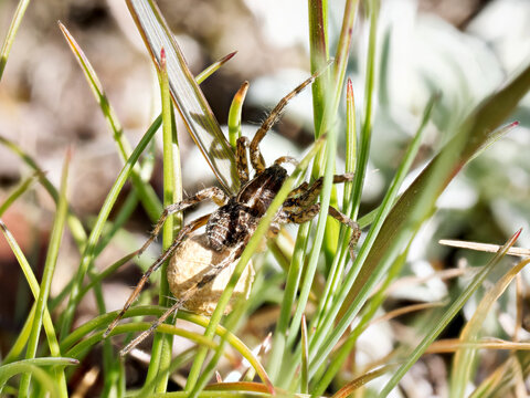 Araign&eacute;e-loup du genre Pardosa portant son cocon, photographi&eacute;e dans les alpages de Tignes, Savoie