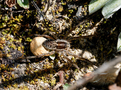 Araign&eacute;e-loup du genre Pardosa portant son cocon, photographi&eacute;e dans les alpages de Tignes, Savoie