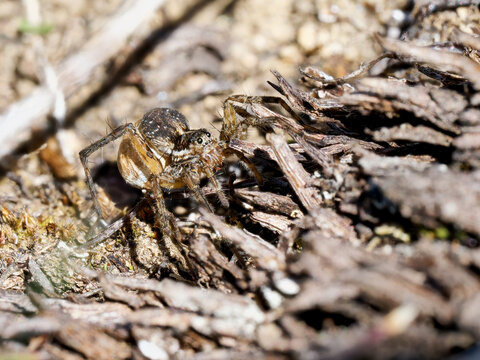 Araign&eacute;e-loup du genre Pardosa portant son cocon, photographi&eacute;e dans les alpages de Tignes, Savoie