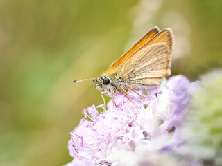 Hespérie du dactyle (Thymelicus lineola) butinant une scabieuse alpine à Tignes, Savoie