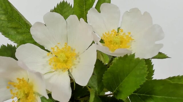 Rosa bianca semplice che sfiorisce in timelapse