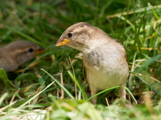 Passer domesticus – Jeune moineau domestique dans les herbes alpines, Tignes, Savoie