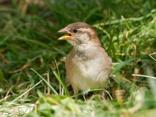 Passer domesticus – Jeune moineau domestique dans les herbes alpines, Tignes, Savoie