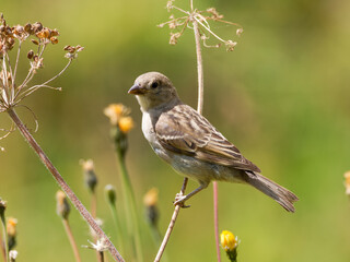 Fototapeta premium Passer domesticus – Moineau domestique perché sur une tige sèche dans les alpages de Tignes, Savoie