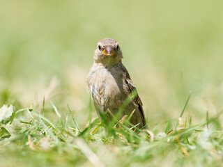 Passer domesticus – Jeune moineau domestique dans les herbes alpines, Tignes, Savoie
