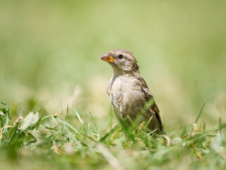 Passer domesticus – Jeune moineau domestique dans les herbes alpines, Tignes, Savoie