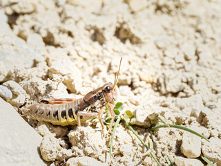Podisma pedestris – Criquet montagnard sur sol pierreux, Tignes, Savoie
