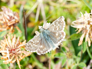 Pyrgus carlina – Hespérie de la carline sur fleur alpine, Tignes, Savoie