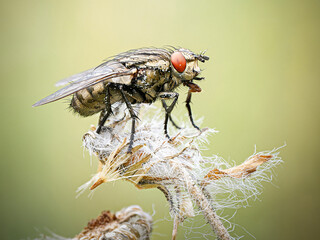Sarcophagidae indet. – Mouche de la viande sur plante sèche, Tignes, Savoie