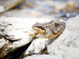 Rana temporaria – Grenouille rousse au bord d’un torrent alpin, Tignes, Savoie