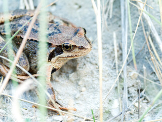 Rana temporaria – Grenouille rousse dans son habitat naturel alpin, Tignes, Savoie