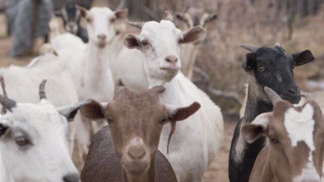 Herd of  multi-colored goats walking in an arid area.