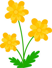 yellow flowers on white