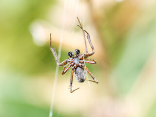 Épeire de velours (Agalenatea redii) suspendue à sa toile à Tignes, Savoie