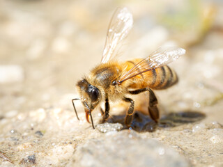 Abeille domestique (Apis mellifera) s’abreuvant sur une pierre humide à Tignes, Savoie