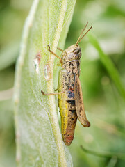 Chorthippus apricarius, criquet des pâtures, dans les alpages ensoleillés de Tignes, Savoie