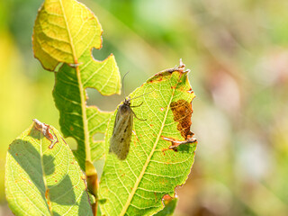 Eana osseana, tordeuse osseuse, papillon de nuit posé sur une feuille dans les alpages de Tignes, Savoie