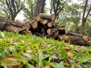 Deforestation- stack of logs, pile of firewood, trees cut in the forest for timber