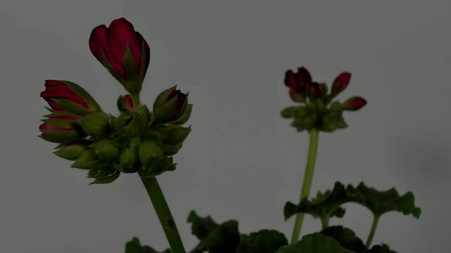Fiori di geranaio in timelapse