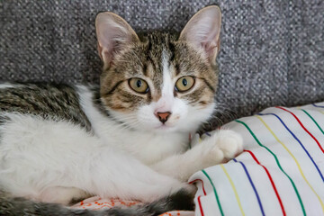 The cat sitting on the sofa next to the pillow