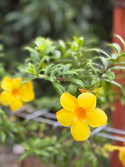 Close-Up of Golden Trumpet (Allamanda) Blossoms on a Fence, Vibrant Yellow Portrait