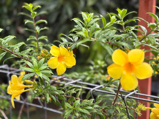 Vibrant Yellow Allamanda Flowers Growing Wild on a Garden Fence Background, Tropical Landscape