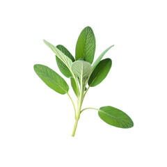 Fresh Sage Herb Isolated on Black Background Studio Shot